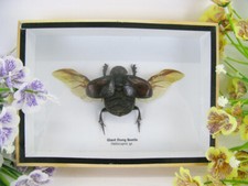Giant Bung Beetle - veri