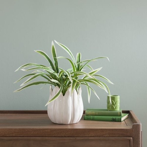 Pianta yucca artificiale - yucca,