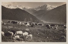 CARTOLINA  GRUPPO DELL' ORTLER