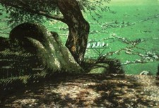 Antonio Saliola - grande