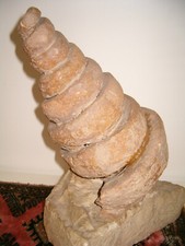 Enorme Turritella Fossile - conchiglia - gasteropode -