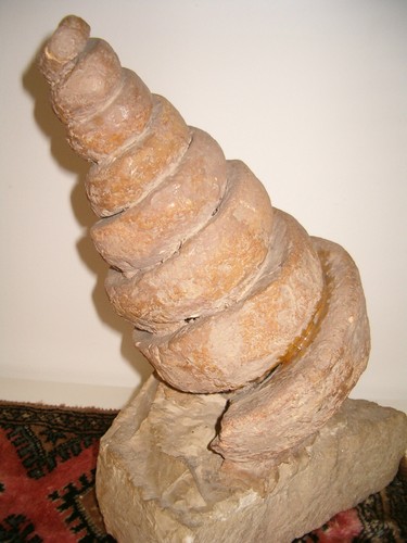 Enorme turritella fossile - enorme,