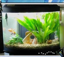 Acquario in cristallo di 50 Lt. ad angolo con mobile nero buono anche per marino