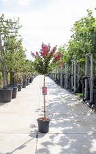 Lagerstroemia indica pianta - , ad