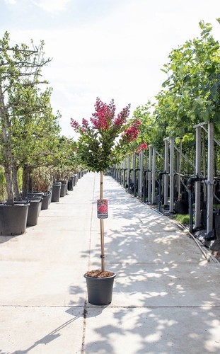 Lagerstroemia indica pianta - , ad