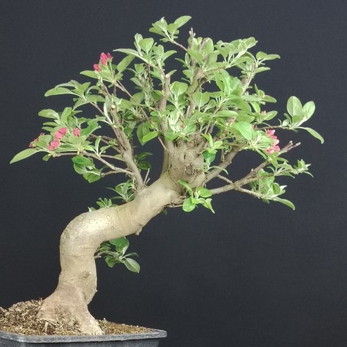 Bonsai melo giapponese - melo, kaido