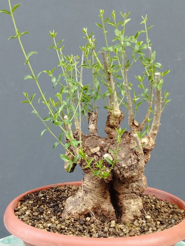Bonsai olivastro 35x16cm - bonsai, in