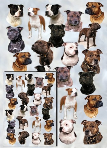 Staffordshire bull terrier dog - bull,