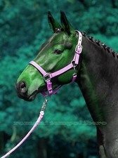 CAVEZZA CAPEZZA PER CAVALLI IN