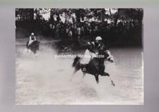 horse photo CAVALLI CORSE