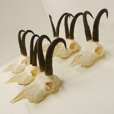 6 Pezzi Corna Di Camoscio