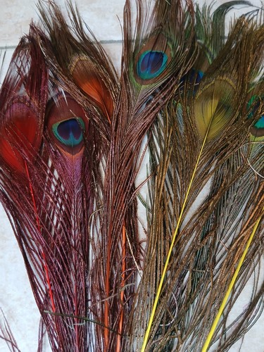 Piume pavone quill - piume,
