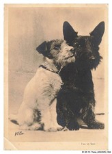 BY-BFP2-1070-CANE - VOLPE E