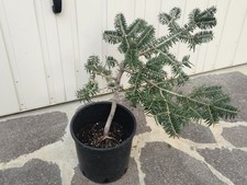 Bonsai prebonsai ABETE GRECO