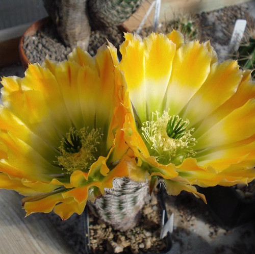 Cactus piante succulente - cactus,