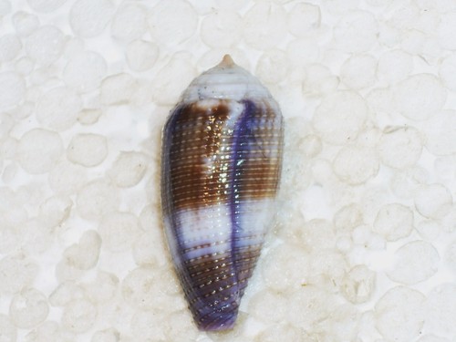 Conus glans monster - conus,