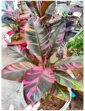 MS 1508WT musa Hawaiian variegato Musa Tiger Seeds semi di banana zaden pezzo 2