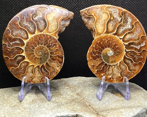 10cm halves of - -, madagascan