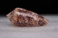 146 - Sea shells -Conus