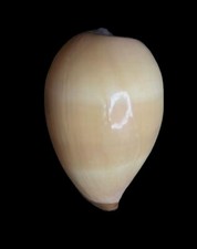 Seashell  Cypraea onyx 45.2mm