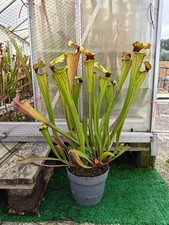 #2 - Sarracenia Hybrid01 x