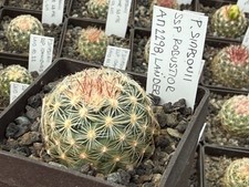 Pediocactus simponii ssp