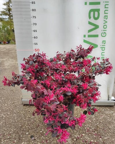 Pianta loropetalo black - di,