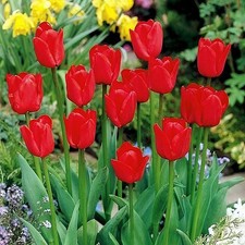Tulipani bulbi di fiori cipolle fiori Tulipano rosso confezione da 1 kg