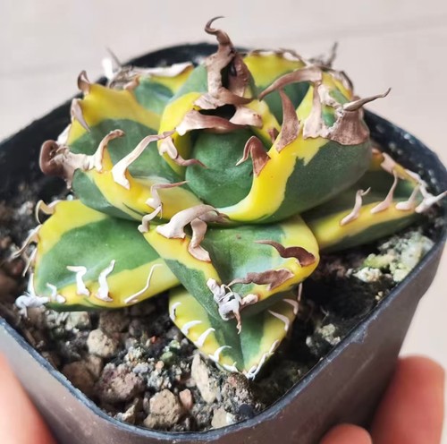 8cm agave titanota - agave,
