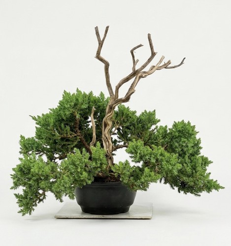 Bonsai ginepro tanuki legno - tanuki,