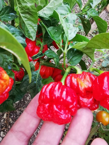 Semi trinidad moruga scorpion - trinidad,