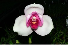 Lycaste Shoalhaven 'W-1' x