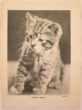 GATTI KITTEN CATS 1910 WHAT’S THAT PETS PLATE MABEL OLIVIER GATTO