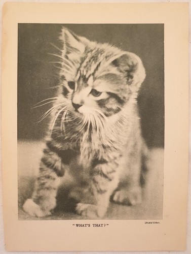Gatti kitten cats 1910 - kitten,