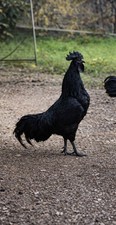 Ayam Cemani Uova Fertili, Uova