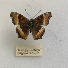 Entomologia* Vanessa