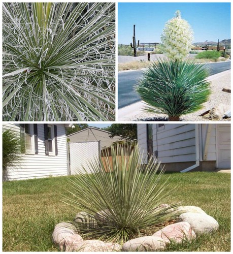 Semi yucca elata piante - semi, di