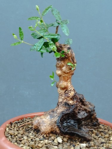 Pre bonsai olivastro 27x15cm - ,