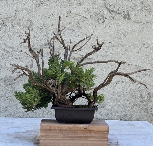 Bonsai ginepro - bonsai,