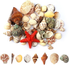 200G Conchiglie Di Mare