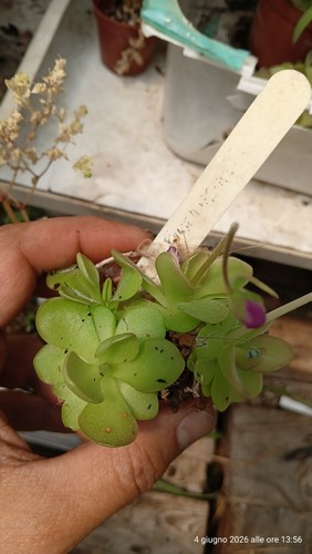 Pianta carnivora pinguicula - pianta,