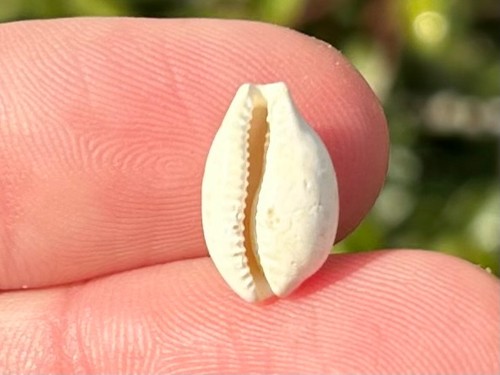 Francia gastropode fossile