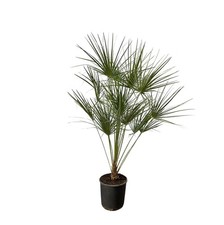 Chamaerops Humilis su tronco