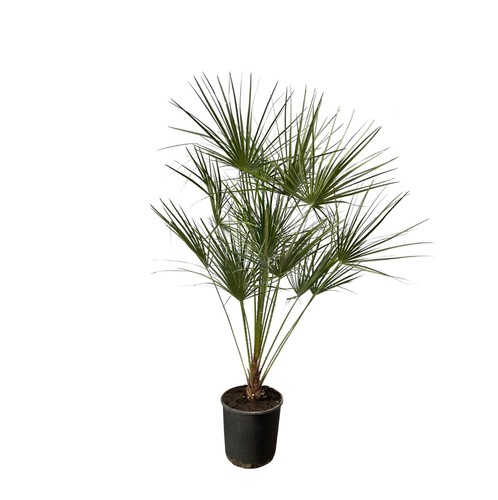 Chamaerops humilis tronco - chamaerops, su