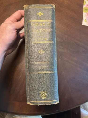 1936 grays anatomy the - grays,