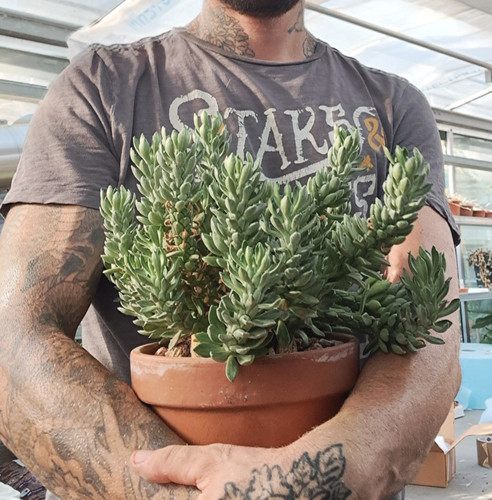 Monadenium lugardiae - , f