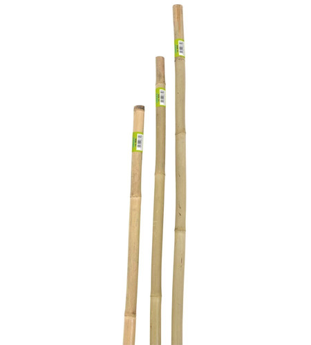 Canna bamboo piena h240cm - bamboo,