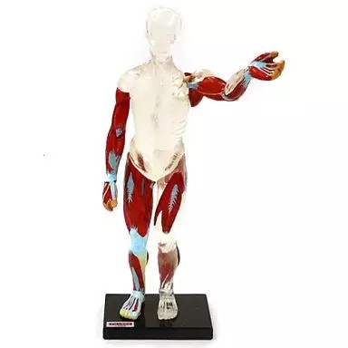 Minifigure anatomia umana