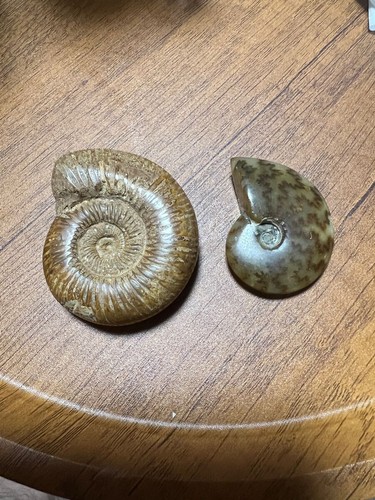 Fossile ammonite madagascar - ammonite,