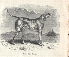 Stampa antica cane - antica, gran